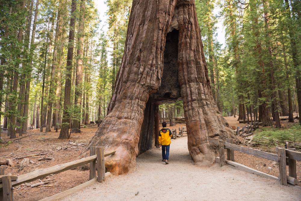 Mariposa Grove